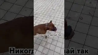 Что умеет твоя собака?