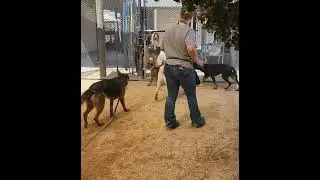 We have so many amazing dogs and puppies available for adoption right now!
