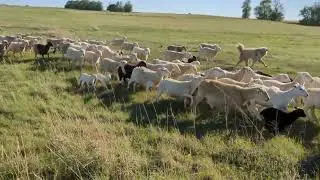 July Sheep Move -- Kansas Ranch