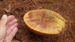Boletus Luridus funghi
