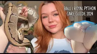 The ULTIMATE Ball Python Care Guide | 2024
