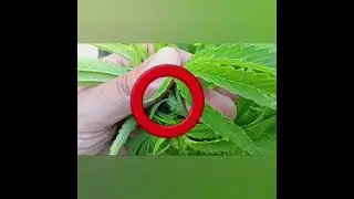 when do my outdoor cannabis plants start to flower? questions answered #cannabiseducation #cbd #420