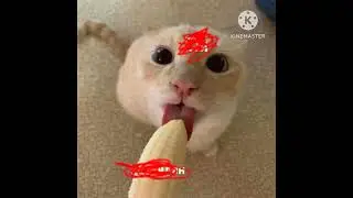 клубничные сырки || Алёна Швец || котики || #котики #коты #аленашвец #котята #милыекотята #смешно