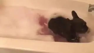 Прикол.кто живет в ванной