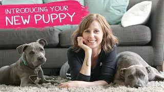 How To Introduce Your New Puppy To Other Dogs
