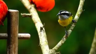 Observação de pássaros silvestres, birds, birdwatching, Ubatuba, SP, Brazil, Marcelo Ambrogi