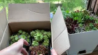 Распаковка посылки с суккулентами