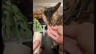 Lazy Trick to Entertain Your Cat