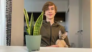 ВЫРАЩИВАЮ САНСЕВИЕРИЮ ИЗ ЛИСТА🍃
