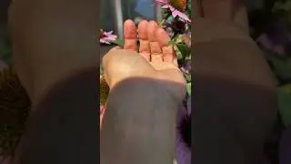 #Ladybug
