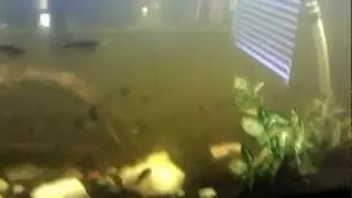 Community Fish Tank