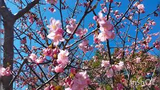 愛唄（GReeeeN）ソプラノリコーダー