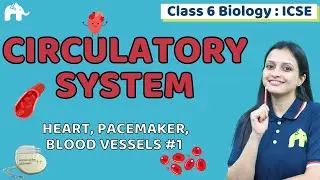 Circulatory System Class 6 ICSE Biology | Selina Chapter 6 | Heart, Pacemaker, Blood Vessels #1