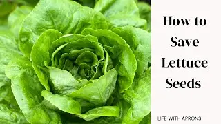 How to save lettuce seeds