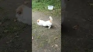 Жучок ) 