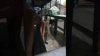 Perebutan kekuasaan!! kucing komplek.😾