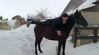 Подготовка к заездке Габара.  Не спешим.