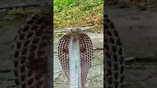 Indian Spectacled Cobra #snake #viral #video #shorts #cobra #KingCobrastrikes