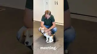 Day in the life of our office dog Saar 🐕 #shorts