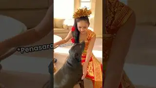 ANABUL'S REACTION TO SEEING ITS OWNER WEARING TRADITIONAL BALINESE CLOTHES‼️😍 ⁠​⁠@Aikaslibrary 