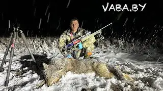 Охота на волка