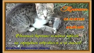 Тренинг сельского котёнка, подготовка к экзамену, длиною в жизнь.