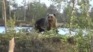 ПРО нападение Медведя!!