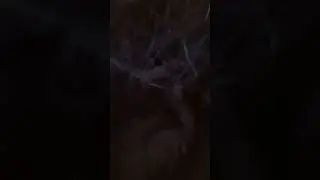 жук насарог