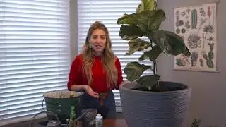 Fiddle Leaf Fig
