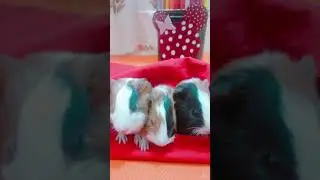 Sleeping cuties|our guinea pigs | 9 days old| 