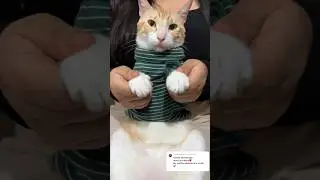 Califiquen mi baile😻 #viral #gatos #michi #shortvideos #cat #michis #shorts #parati #cats #pets