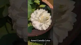 Ameri Camelia Lotus 🪷😍 #shorts