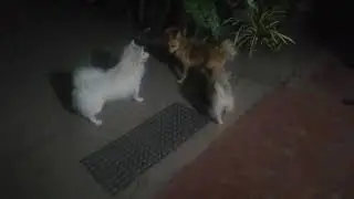 #puppy #dog #pet  Puppy play with dog father and mother