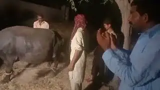 دیہات میں قصائی جانوروں کو ذبح کرنے کےلیے کس فن کے تحت باندھتےاور گراتے ھیں