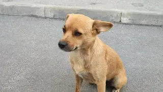 Cute dog walks