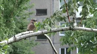 Чем питается сойка / Серёжки берёзы