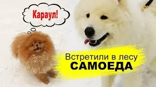 Spitz met a Samoyed in the woods, on New year's 2020 dog in the snow, a Pomeranian, 1 Jan 2020