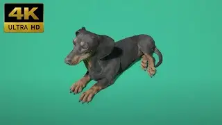 020 - Green Screen | Chroma Key | Animal 4K | Dog