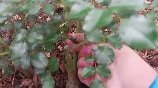 Удаление слепых побегов на розах