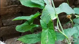 Elephant's Ear Money Plant Transplanting || Things To Remember During Transplanting ||