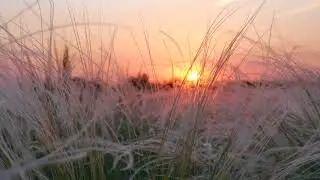 kovyl (footage 4k)