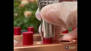 Making lipstick shade from cactus bugs