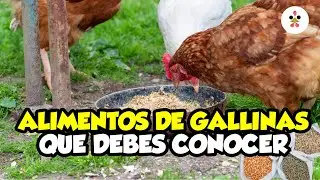 10 Tipos de alimentos para gallinas: Desde pollitos hasta ponedoras 🐔🥚