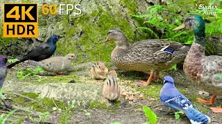 Cat TV for Cats to Watch 😺 Birds Squirrels Chipmunks Ducks 🐿 Nature Fun 4K HDR 60FPS