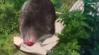 엉덩이만 숨으면 다야???ㅋㅋ너무 귀여운 야생의 두더지 여러가지 방법으로 만져보기(野生のモグラを様々な方法で触ってみる。)(Touch wild mole in various ways)
