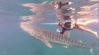 Whale shark swimming and Canyoneering adventure to Cebu, Philippines