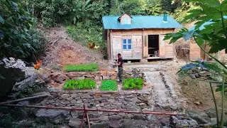 Build a garden with a complete irrigation system. Grow tomatoes, cabbage and cauliflower.