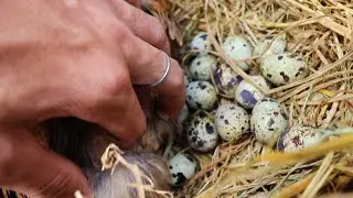 colocando ovos de codornas em garnize