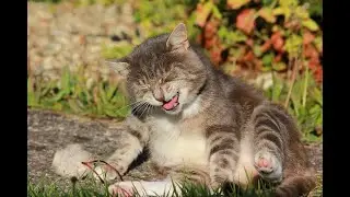 СМЕШНЫЕ КОШКИ 😊 | Funny Cats | Топ приколы с кошками | Котики | Приколы с животными | Животные |