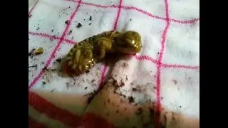 Eclosion Pogona